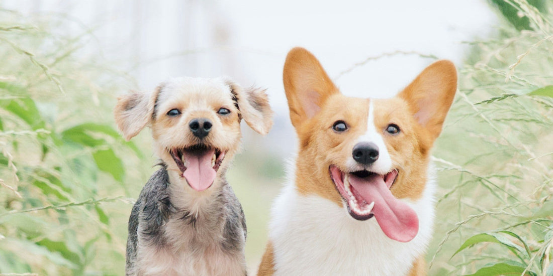 Am 10. Oktober ist Welthundetag! 🐶