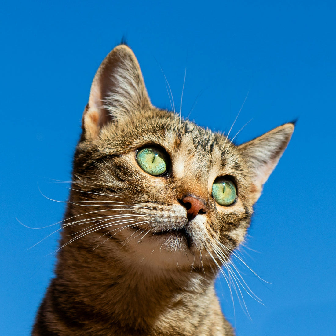 Impfung für Katzen in Kaiserslautern - Wichtige Schutzmaßnahmen für Ihre Samtpfote