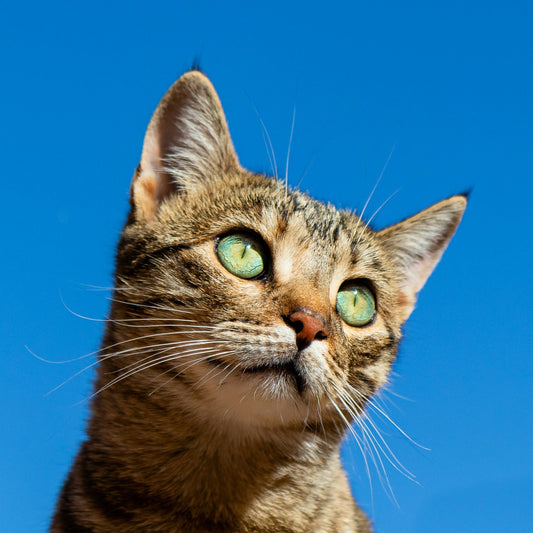 Impfung für Katzen in Kaiserslautern - Wichtige Schutzmaßnahmen für Ihre Samtpfote