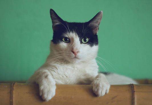 Warum die Kastration bei Katzen so wichtig ist – 7 starke Argumente, die überzeugen