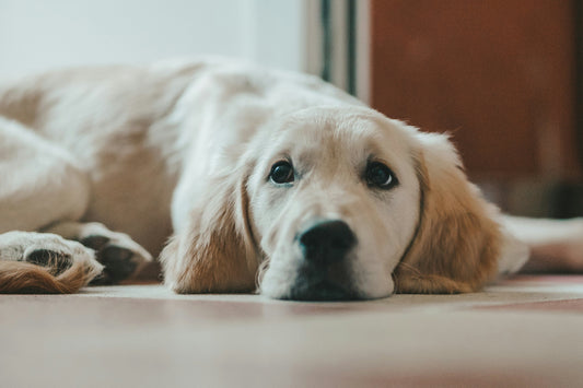 Notdienst Tierarzt in Kaiserslautern – So erreichen Sie uns