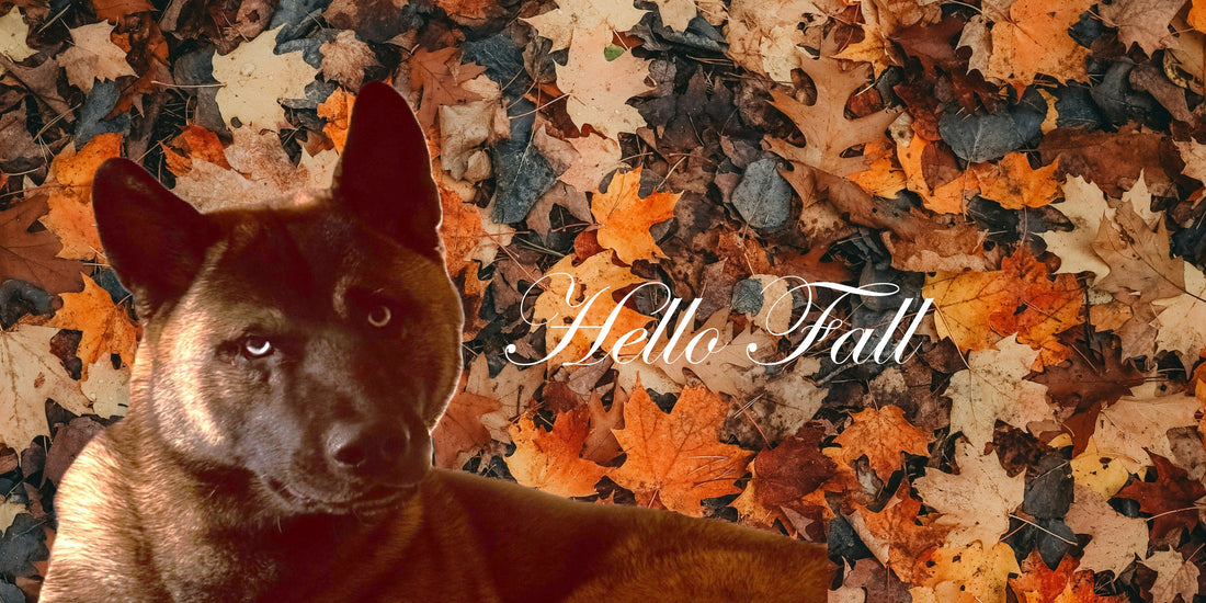 🐾🍂 Herbstzeit ist Fellzeit – Saisonaler Hinweis für Tierbesitzer! 🍂🐾