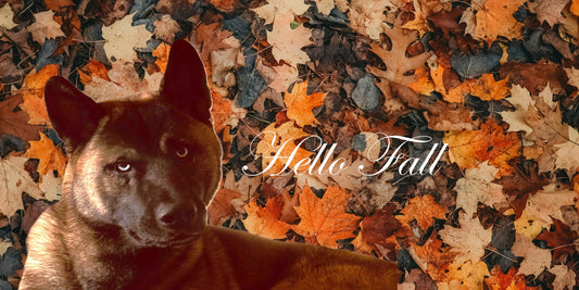 🐾🍂 Herbstzeit ist Fellzeit – Saisonaler Hinweis für Tierbesitzer! 🍂🐾
