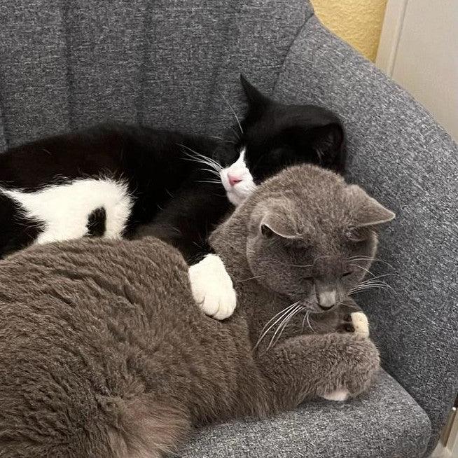 Tierstation Katze