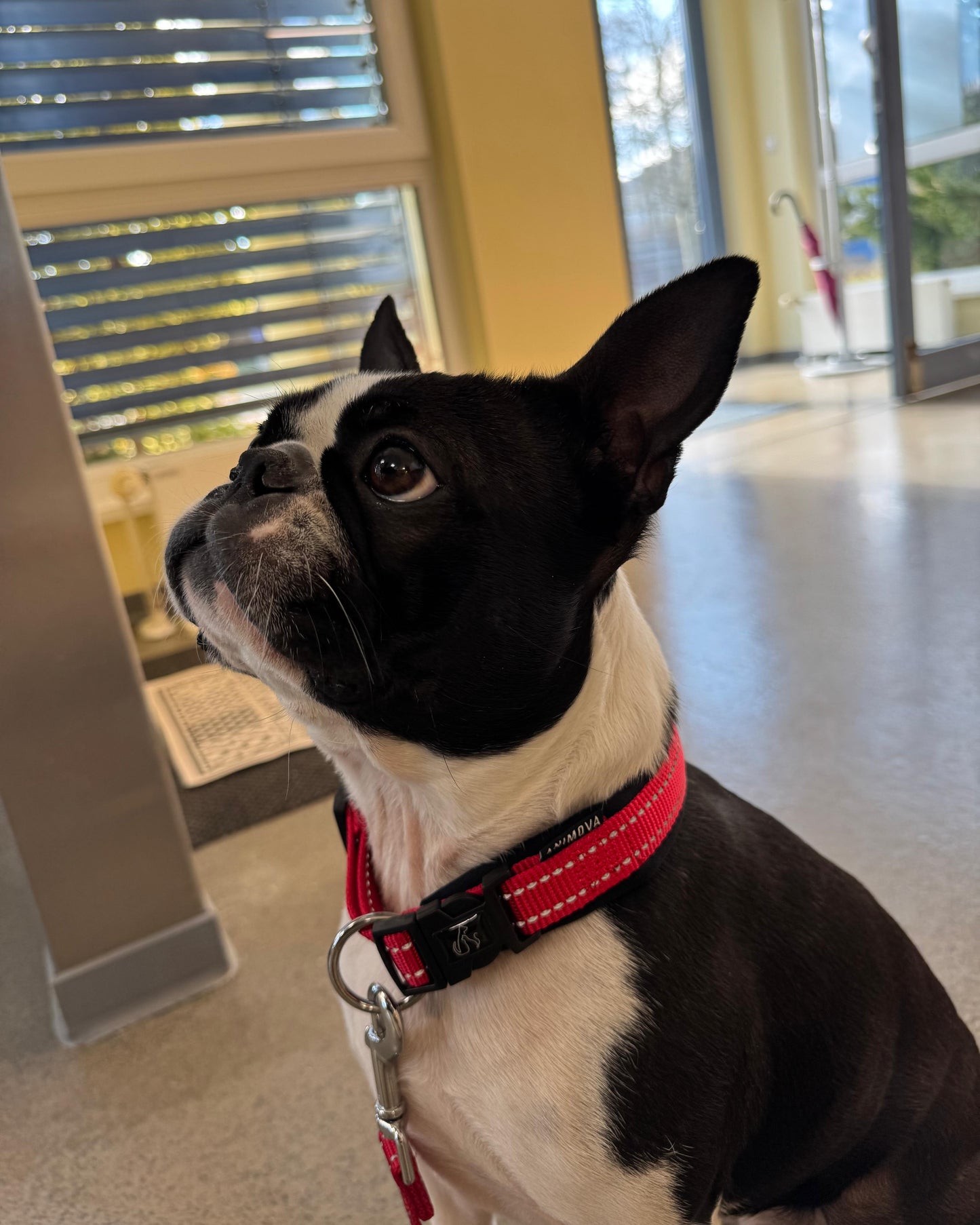 Animova Hundehalsband - Reflektierend und gepolstert
