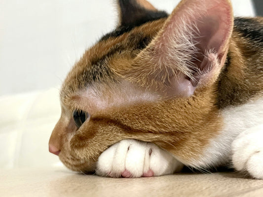 Tierarzt führt Kastration bei einer Katze durch - Tierarzt kastriert Katze in Tierarztpraxis Animova Kaiserslautern