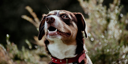 Zahnpflege bei Tieren: So beugen Sie Problemen vor