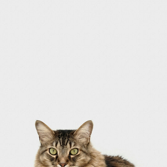 Katzenimpfung Kaiserslautern: Welche Impfungen braucht Ihre Katze?