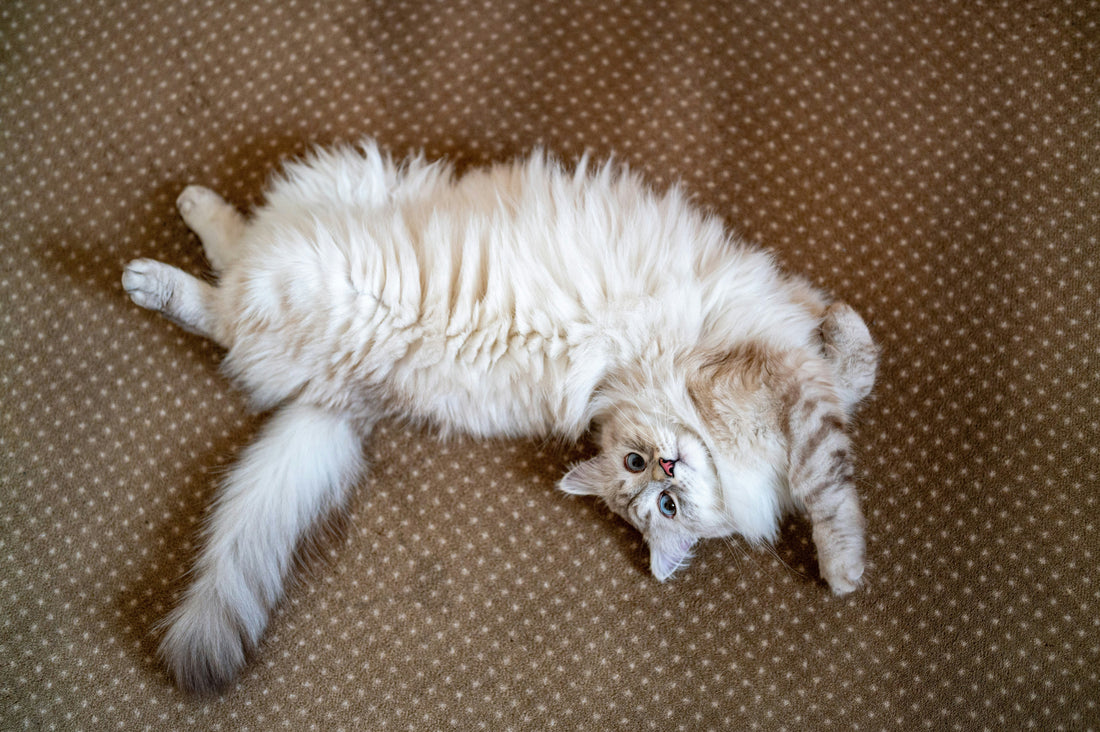 Wann ist der beste Zeitpunkt für die Kastration bei Katzen?