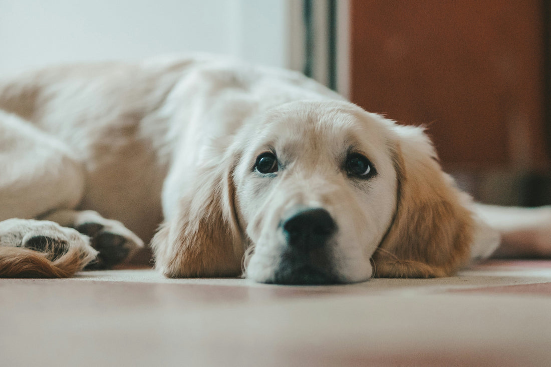 Notdienst Tierarzt in Kaiserslautern – So erreichen Sie uns